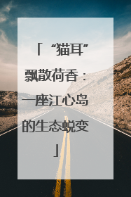 “猫耳”飘散荷香：一座江心岛的生态蜕变