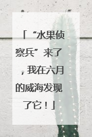 “水果侦察兵”来了，我在六月的威海发现了它！