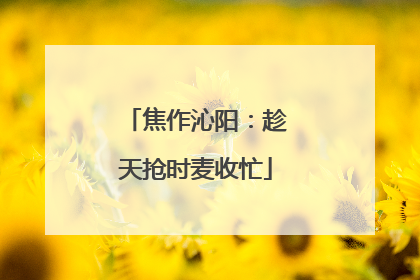 焦作沁阳：趁天抢时麦收忙