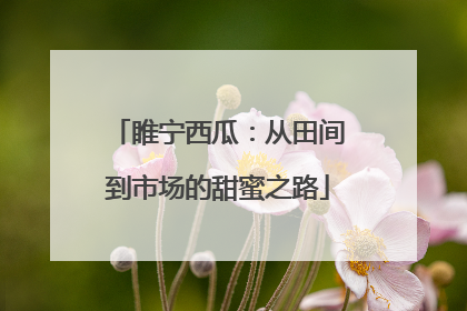 睢宁西瓜：从田间到市场的甜蜜之路