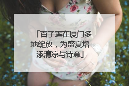 百子莲在厦门多地绽放，为盛夏增添清凉与诗意
