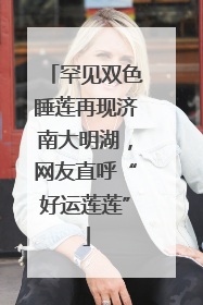 罕见双色睡莲再现济南大明湖，网友直呼“好运莲莲”