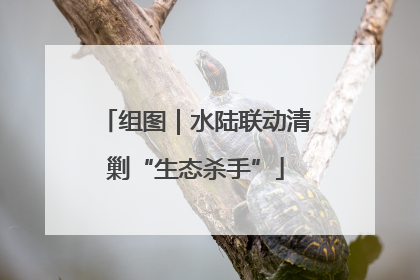 组图｜水陆联动清剿“生态杀手”