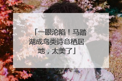 一眼沦陷！马踏湖成鸟类诗意栖居地，太美了