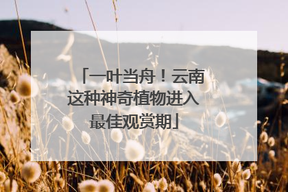 一叶当舟！云南这种神奇植物进入最佳观赏期