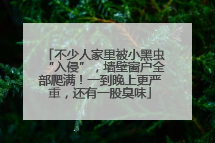 不少人家里被小黑虫“入侵”，墙壁窗户全部爬满！一到晚上更严重，还有一股臭味