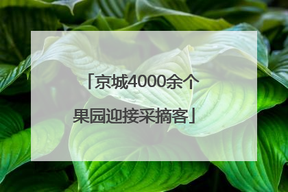 京城4000余个果园迎接采摘客