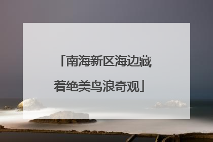 南海新区海边藏着绝美鸟浪奇观