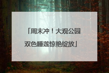 周末冲！大观公园双色睡莲惊艳绽放