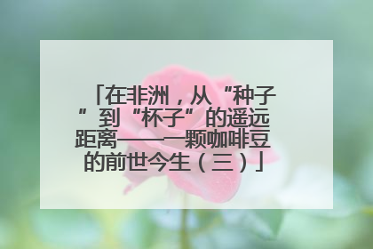 在非洲,从“种子”到“杯子”的遥远距离——一颗咖啡豆的前世今生(三)
