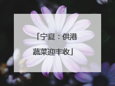 宁夏：供港蔬菜迎丰收