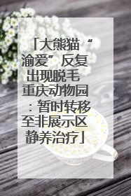 大熊猫“渝爱”反复出现脱毛 重庆动物园：暂时转移至非展示区静养治疗