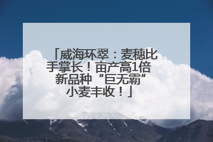 威海环翠：麦穗比手掌长！亩产高1倍 新品种“巨无霸”小麦丰收！