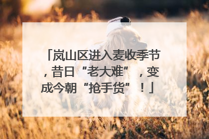 岚山区进入麦收季节，昔日“老大难”，变成今朝“抢手货”！