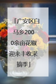 广安区白马乡2000余亩花椒迎来丰收采摘季