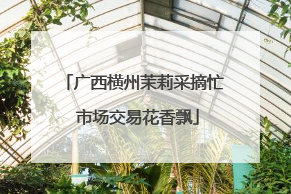 广西横州茉莉采摘忙 市场交易花香飘