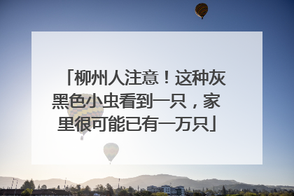 柳州人注意！这种灰黑色小虫看到一只，家里很可能已有一万只