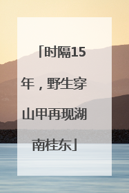 时隔15年，野生穿山甲再现湖南桂东