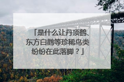 是什么让丹顶鹤、东方白鹳等珍稀鸟类纷纷在此落脚？
