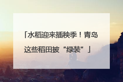 水稻迎来插秧季！青岛这些稻田披“绿装”