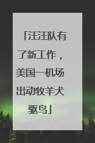 汪汪队有了新工作，美国一机场出动牧羊犬驱鸟