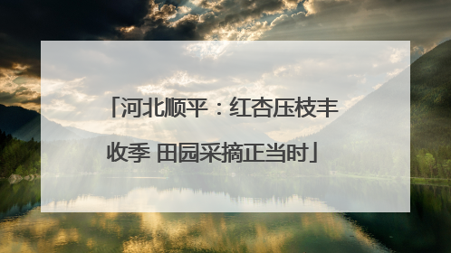 河北顺平：红杏压枝丰收季 田园采摘正当时