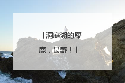洞庭湖的麋鹿，最野！