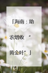 海南：助农增收 “黄金叶”