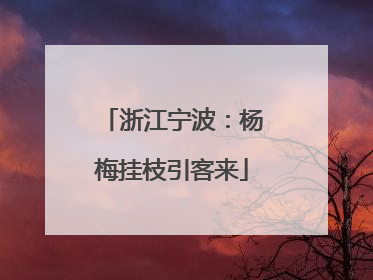 浙江宁波：杨梅挂枝引客来