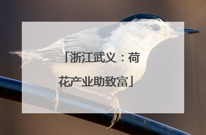 浙江武义：荷花产业助致富