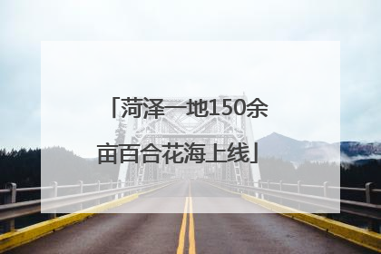 菏泽一地150余亩百合花海上线