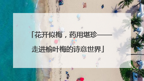 花开似梅，药用堪珍——走进榆叶梅的诗意世界