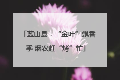 蓝山县：“金叶”飘香季 烟农赶“烤”忙