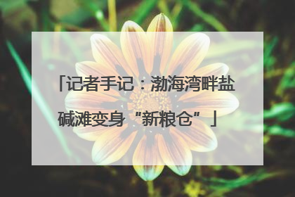 记者手记：渤海湾畔盐碱滩变身“新粮仓”