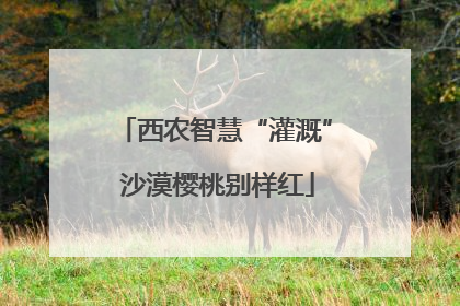 西农智慧“灌溉” 沙漠樱桃别样红