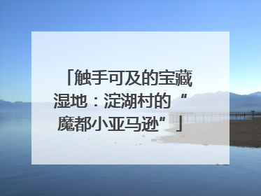 触手可及的宝藏湿地：淀湖村的“魔都小亚马逊”