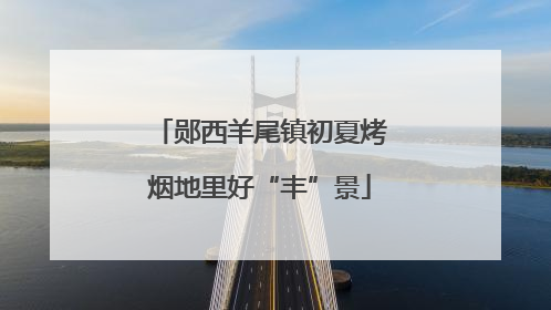 郧西羊尾镇初夏烤烟地里好“丰”景