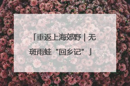 重返上海郊野｜无斑雨蛙“回乡记”