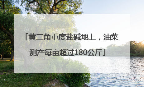 黄三角重度盐碱地上，油菜测产每亩超过180公斤