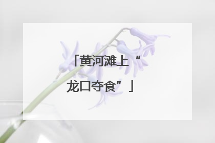 黄河滩上“龙口夺食”